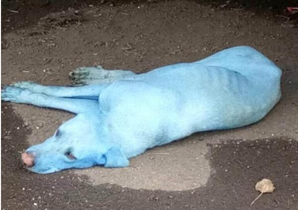 據英國《每日郵報》報道，日前，印度孟買市的街道上出現了一些具有藍色毛發(fā)的流浪狗，而這一現象正是由當地的河流污染造成的。針對此問題，動物保護部門的負責人敦促當地政府官員盡快對向河中傾倒廢物的公司采取行動