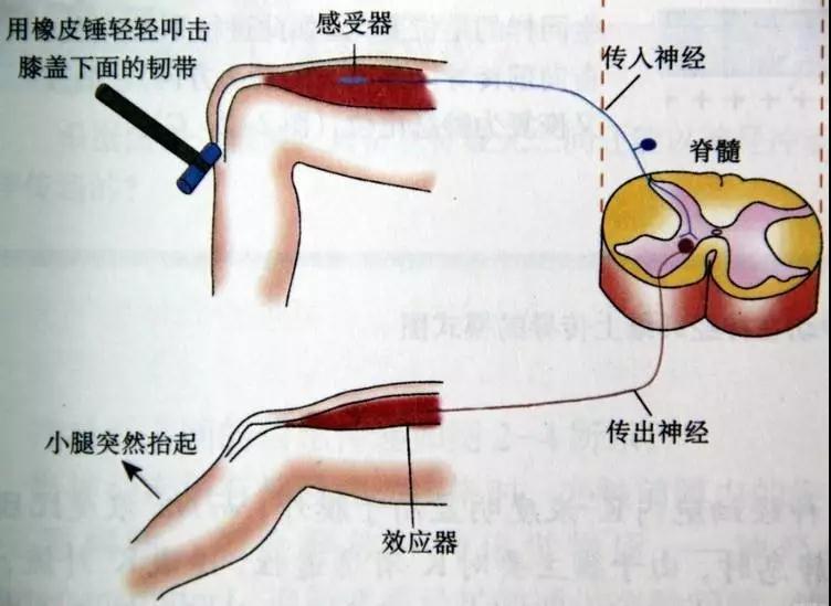 在核電說起控制系統(tǒng)很多人都會想到DCS，那到底，什么是DCS呢？作為一篇正經(jīng)的科普文章當(dāng)然要引經(jīng)據(jù)典，這樣才顯得高大上！DCS是什么？DCS系統(tǒng)又叫集散控制系統(tǒng)或者分散控制系統(tǒng)，是一種以微處理器為基礎(chǔ)，采用控制功能分散顯示、操作集中、兼顧分而自治和綜合協(xié)調(diào)的設(shè)計原則的儀表控制系統(tǒng)。目前DCS系統(tǒng)在電力、冶金、石化等行業(yè)中都有廣泛的應(yīng)用