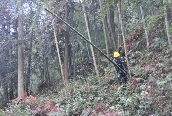 隨著夏季的到來,充沛的雨水讓樹木茁壯成長，部分地區(qū)的樹木過分生長給電網(wǎng)的安全運行帶來嚴(yán)重的安全隱患。為保障電網(wǎng)安全、穩(wěn)定運行，近期福建光澤供電公司積極開展樹障清理專項工作