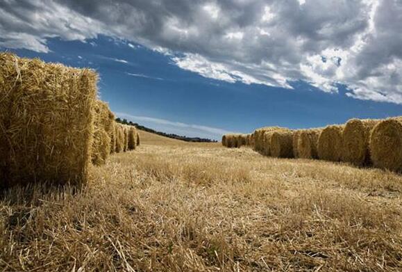 在新能源蓬勃發(fā)展帶動下，生物質(zhì)能利用獲得了廣泛關(guān)注，生物質(zhì)能發(fā)電產(chǎn)業(yè)方興未艾，彰顯出巨大的資源潛力，而且部分技術(shù)實現(xiàn)了商業(yè)化，產(chǎn)品、產(chǎn)業(yè)有明顯進(jìn)步。不過，生物質(zhì)能發(fā)電還面臨著許多問題和障礙，未來發(fā)展不易