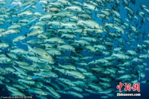 據(jù)日媒報道，日本京都大學(xué)環(huán)境工程學(xué)副教授田中周平等組成的團(tuán)隊日前匯總的調(diào)查結(jié)果顯示，將海面漂浮的“微塑料”吸入體內(nèi)的魚類在東京灣、大阪灣、琵琶湖等國內(nèi)大范圍內(nèi)被發(fā)現(xiàn)，占到調(diào)查總體的四成。資料圖：海中魚群據(jù)報道，“微塑料”是指塑料袋、塑料瓶等被紫外線和海浪破壞后形成的小于5毫米的垃圾