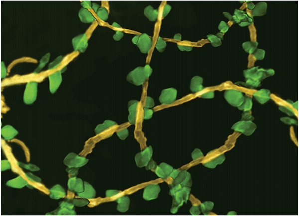 
            	【引言】近年來，空氣污染問題備受關(guān)注。對(duì)于室內(nèi)空氣污染的治理成為當(dāng)下的研究熱點(diǎn)之一