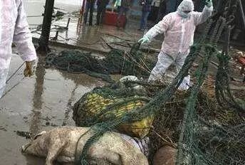 
            	9月10日，浙江省湖州市發(fā)生了一件讓大家的心和胃都不太舒服的一件事。湖州政府新聞辦發(fā)布通告稱，當(dāng)天下午，工作人員在位于湖州大銀山西南處挖掘發(fā)現(xiàn)了動(dòng)物尸骸