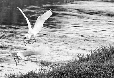 
            	河湖還清 濕地恢復(fù) 北京治理生態(tài)環(huán)境的效果逐漸凸顯多種野生動(dòng)物重現(xiàn)京城闊別12年的野生白天鵝再次回歸清水河、“水質(zhì)狀況監(jiān)測(cè)鳥(niǎo)”重回京城、被稱為衡量生態(tài)環(huán)境“指標(biāo)物種”的豹貓首次在野鴨湖濕地近距離觀察到、蒼鷺的觀測(cè)數(shù)量創(chuàng)下歷年之最……記者尋訪發(fā)現(xiàn)，今年以來(lái)，多種野生動(dòng)物在北京重現(xiàn)、擴(kuò)繁，北京持續(xù)治理生態(tài)環(huán)境的效果逐漸凸顯。蒼鷺：今年觀測(cè)數(shù)量創(chuàng)歷年之最北京野鴨湖濕地公園建成了國(guó)家級(jí)陸生野生動(dòng)物疫源疫病監(jiān)測(cè)站，工作人員每天都在現(xiàn)場(chǎng)開(kāi)展監(jiān)測(cè)工作
