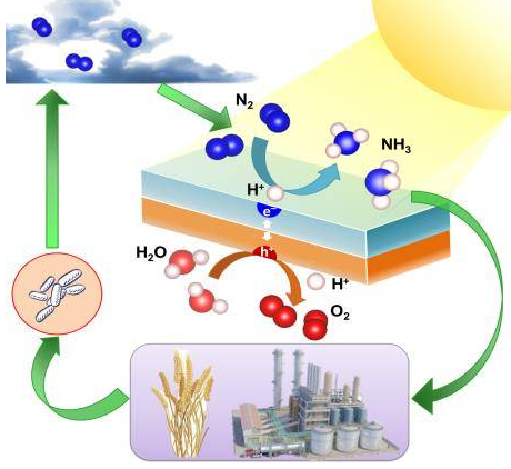 
            	【引語】一百多年以來，“哈伯－博施”（Haber-Bosch）固氮法作為工業(yè)上應(yīng)用最為廣泛的合成氨工藝，為社會發(fā)展和科技進步作出了巨大貢獻。然而，此工藝需要嚴苛的反應(yīng)條件，為實現(xiàn)反應(yīng)所需要的高溫高壓環(huán)境每年都會對全球能源產(chǎn)生巨大的耗費