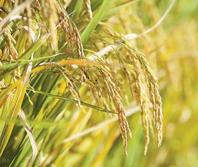 
            	據(jù)人民日報報道，“雜交水稻之父”袁隆平的水稻新品又有了新的突破。近日，在山東省青島市李滄區(qū)的海水稻研究發(fā)展中心的試驗基地，“雜交水稻之父”袁隆平領(lǐng)銜的技術(shù)團隊培育出的最新一批“海水稻”獲得豐收