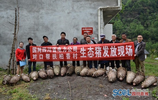 
　　發(fā)放生態(tài)豬苗，發(fā)展養(yǎng)殖產(chǎn)業(yè)

　　72歲的薩嘛格批來自樂山市馬邊縣高石頭村，是國網(wǎng)四川省電力公司產(chǎn)業(yè)扶貧的首批受益者。8年前，他的兒子、老伴相繼去世，只留下幼小的孫子、孫女，一家三口生活困難，靠低保度日