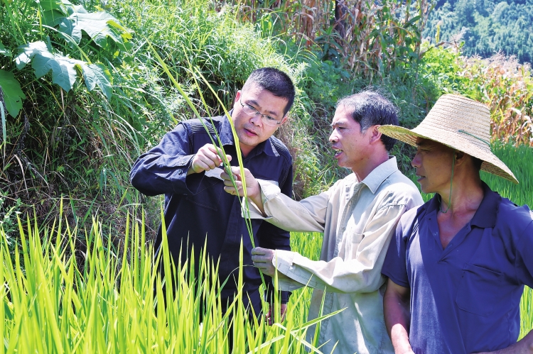 
　　駐村第一書記周晨（左一）三天兩頭往田間地頭跑，了解貧困戶富硒米秧苗長勢。?。_洋 攝）

　　龍梅（左一）來到巴社山腰的老韋家?guī)椭?、曬玉米，了解今年收成情況，并鼓勵老韋發(fā)展養(yǎng)殖業(yè)，提高收入