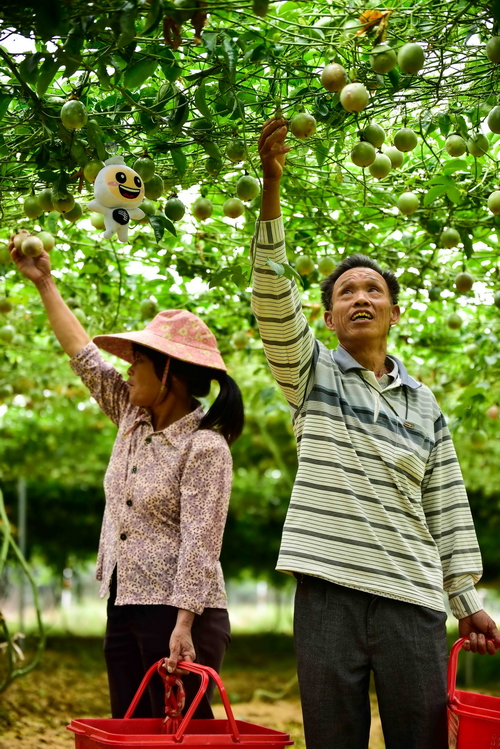 
　　2017年11月8日，南方電網(wǎng)廣東珠珠海供電局扶持東方村建設(shè)的百香果種植產(chǎn)業(yè)基地里，百香果掛滿枝頭，當?shù)剞r(nóng)民高興的摘果，準備運往銷售地。

　　南方電網(wǎng)廣東珠珠海供電局扶持東方村建設(shè)的水泥路，解決了當?shù)爻鲂胁槐愕膯栴}