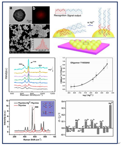 　　近日，中國科學(xué)院合肥物質(zhì)科學(xué)研究院技術(shù)生物與農(nóng)業(yè)工程研究所研究員黃青課題組，利用表面增強(qiáng)拉曼光譜(SERS)技術(shù)，實(shí)現(xiàn)了對水體中汞離子的選擇性、免標(biāo)記、半定量的檢測。該項(xiàng)成果對實(shí)現(xiàn)實(shí)際水樣中重金屬離子的高選擇性及準(zhǔn)確檢測具有一定的科學(xué)意義和實(shí)用價(jià)值，相關(guān)成果在線發(fā)表在Sensors and Actuators B: Chemical上
