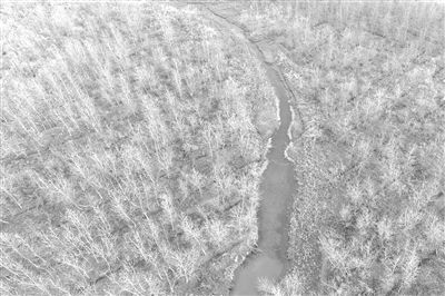 
            	圖為2017年11月27日，位于湖南沅江市的南洞庭湖自然保護(hù)區(qū)核心區(qū)內(nèi)一大片等待清理的歐美黑楊林。記者 李尕 攝2017年11月27日，位于湖南沅江市的南洞庭湖自然保護(hù)區(qū)核心區(qū)內(nèi)，一名工作人員在清理歐美黑楊