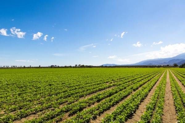 　　來(lái)自美國(guó)愛荷華州立大學(xué)的植物科學(xué)家已經(jīng)開發(fā)出了一種可以貼在植物上的小型石墨烯傳感器，為研究人員和農(nóng)民提供了更多的數(shù)據(jù)，從而可以帶來(lái)更加穩(wěn)健的年度收獲。  圖片來(lái)自材料牛 　　基于石墨烯的新型傳感器可以為農(nóng)民提供更精確的測(cè)量，以確定農(nóng)作物需要多長(zhǎng)時(shí)間才能充分發(fā)揮其潛力