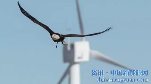                                                                                                                                                 
	　　杜克能源可再生能源公司（Duke Energy Renewables）已經(jīng)下達(dá)了24臺(tái)IdentiFlight的訂單，作為禽類保護(hù)計(jì)劃的一部分安裝在懷俄明州的“世界之巔”風(fēng)電項(xiàng)目。

	　　