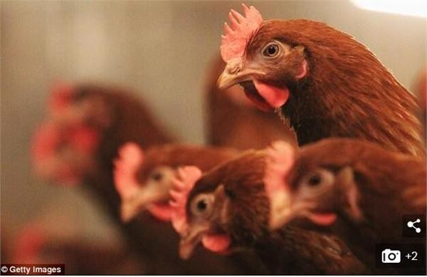 
            	英國戰(zhàn)機嚇壞動物,其國防部過去四年光是賠償就花了200萬英鎊,戰(zhàn)機低空飛行產(chǎn)生巨大噪音,嚇死了不少豬、羊和馬。由于直升飛機和飛機飛行,導致母雞受驚,彼此之間相互踐踏而死,農(nóng)業(yè)部向養(yǎng)禽戶提供了25萬英鎊的賠償