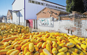 
　　“煤改電”后，楊店村干凈整潔的村容村貌。黃維晨 攝

　　在民間，百姓常有“數(shù)九寒天”的說法