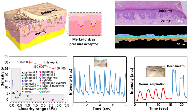 　　1月29日，清華大學(xué)微電子系任天令教授團隊在《美國化學(xué)學(xué)會·納米》(ACS Nano)上發(fā)表了題為《仿生針刺隨機分布結(jié)構(gòu)的高靈敏度和寬線性范圍石墨烯壓力傳感器》(Epidermis Microstructure Inspired Graphene Pressure Sensor with Random Distributed Spinosum for High Sensitivity and Large Linearity)的研究成果，由人體皮膚感知微結(jié)構(gòu)出發(fā)提出相似的仿生結(jié)構(gòu)，通過微結(jié)