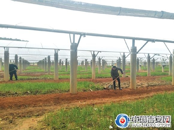 

村民正在光伏設(shè)備下勞作

“現(xiàn)在是陰天，也在發(fā)電。電站建好了，我們還在這些設(shè)備下面的空地進行中草藥種植，專門聘請了村里以及周邊村的貧困戶，這段時間，幾乎每天都有50多個員工在務(wù)工