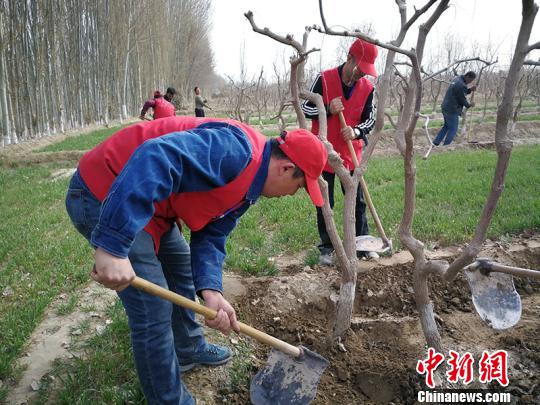 
　　志愿服務隊隊員幫助村民修補棗林地埂。　王小軍　攝

　　“春耕開始，我一個人干地里的活，至少半個月，現(xiàn)在駐村工作隊志愿者來了半天就忙完了