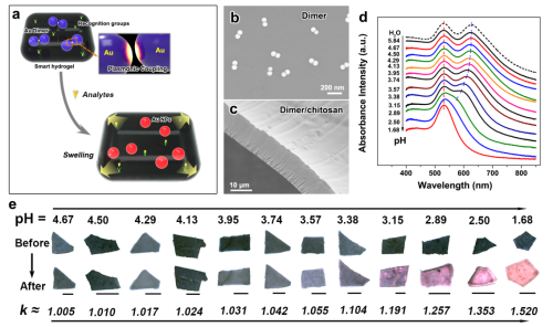 　　近日，中國科學(xué)院合肥物質(zhì)科學(xué)研究院固體物理研究所微納技術(shù)與器件研究室李越課題組，中國科學(xué)技術(shù)大學(xué)教授鄧兆祥、李良彬，與濟(jì)南大學(xué)教授李村成合作，在金納米球二聚體的組裝及其等離激元耦合動(dòng)力學(xué)調(diào)控的比色傳感新方法方面取得進(jìn)展。相關(guān)成果發(fā)表在Advanced Functional Materials上