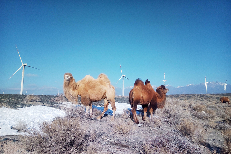                        3月25日，2018年中國風(fēng)電設(shè)備重點企業(yè)高層交流會上，中國海裝向與會嘉賓介紹了一個全新的概念——“風(fēng)電事業(yè)群”。  中國海裝風(fēng)電事業(yè)群由中國海裝牽頭組建，包含中船重工22家成員單位及行業(yè)內(nèi)前三供應(yīng)商，業(yè)務(wù)涉及風(fēng)電整體解決方案的設(shè)計、兆瓦級風(fēng)機研發(fā)及制造、運營維護(hù)、技術(shù)服務(wù)和技術(shù)咨詢等，形成了由全產(chǎn)業(yè)鏈、軍工企業(yè)、龍頭供應(yīng)商構(gòu)成的全壽命周期保障，可實現(xiàn)協(xié)同創(chuàng)新設(shè)計、協(xié)同制造、協(xié)同服務(wù)