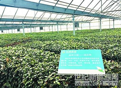 
 
“隨著天氣轉(zhuǎn)暖，即墨茶陸續(xù)進(jìn)入采摘期。”即墨區(qū)農(nóng)業(yè)局有關(guān)負(fù)責(zé)人昨日在接受采訪(fǎng)時(shí)表示，逐漸成長(zhǎng)的“即墨茶”漸入青島茶葉版圖