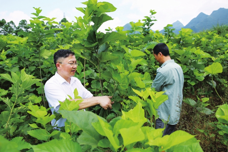 
　　廣西南寧上林縣云桃村第一書記馮久齡和貧困戶一起摘桑葉?！↑S瑜爽 攝

　　4月15日，廣西召開2016—2017年度“美麗廣西”鄉(xiāng)村建設(shè)（扶貧）工作隊(duì)工作總結(jié)表彰暨新選派隊(duì)員動(dòng)員會(huì)，廣西電網(wǎng)公司成為唯一榮獲2016—2017年度“美麗廣西”鄉(xiāng)村建設(shè)（扶貧）先進(jìn)后盾單位的駐桂央企，廣西電網(wǎng)公司扶貧工作領(lǐng)導(dǎo)小組辦公室榮獲“自治區(qū)脫貧攻堅(jiān)先進(jìn)集體”稱號(hào)，扶貧干部馮久齡、韋崢、羅偉等3位同志榮獲“優(yōu)秀