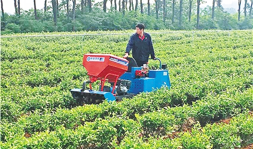  




　　御庭春茶場工人正在用小型機械作業(yè)。 劉 慧攝
　　2018年是我國推廣有機肥替代化肥試點的第二年，率先在果菜茶領(lǐng)域進行的試點，一年就實現(xiàn)了有機肥用量增加50%