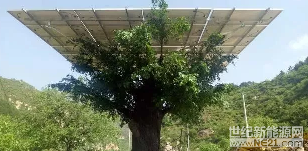 5月18日，由省能源局駐村工作隊協(xié)調(diào)幫扶資金購買的兩棵光伏樹“栽植”到駱駝灣村的公路一側。據(jù)悉，兩棵樹除了“好看”，能為駱駝灣增加觀景點之外，一周后即可并網(wǎng)發(fā)電，每棵每年預計可為村集體增加收益近萬元左右