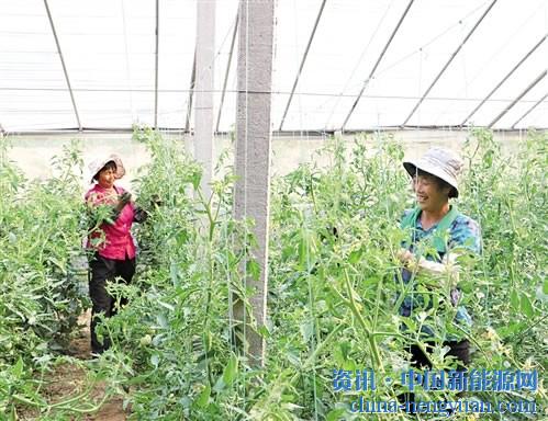                                                                                                                                                                     
	圖為前羊村菜農(nóng)在光伏大棚內(nèi)忙碌著。崔仲愷攝

	　　眼下正是蔬菜上市季節(jié)，日前，記者走進(jìn)山東省新泰市翟鎮(zhèn)一個(gè)光伏蔬菜大棚，前羊村村民徐勤利正忙著采摘成熟的西紅柿