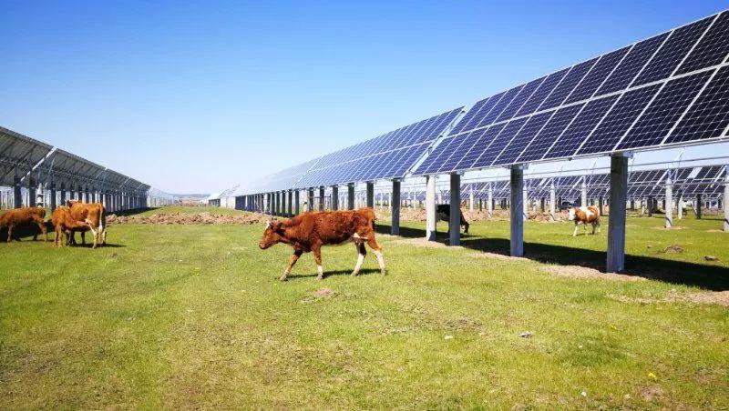 2018年6月25日，由哈爾濱九洲電氣股份有限公司全資子公司哈爾濱九洲能源投資有限責任公司投資建設(shè)的莫力達瓦達斡爾族自治旗九洲納熱光伏扶貧有限責任公司48.6MWp光伏扶貧電站成功并網(wǎng)，此項目為莫旗第一個集中式光伏發(fā)電電站，也是蒙東地區(qū)最大規(guī)模的光伏扶貧發(fā)電項目。

莫力達瓦達斡爾族自治旗九洲納熱光伏扶貧有限責任公司48.6MWp光伏扶貧電站每年可幫助扶持貧困戶約1945戶，使當?shù)刎毨裟昃鍪?000元/戶，并持續(xù)扶貧獲益20年，幫助解決扶貧資金11670萬元