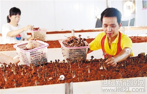 7月17日，江西省宜豐縣新昌鎮(zhèn)羿飛永徽公司菌農(nóng)在采摘雞樅菌。近年來，宜豐縣依托良好的生態(tài)優(yōu)勢，大力發(fā)展“光伏+生態(tài)農(nóng)業(yè)”，打造光伏發(fā)電與生態(tài)種養(yǎng)“一地多用”立體開發(fā)模式，形成了產(chǎn)購銷一體化鏈條，助力農(nóng)民增收