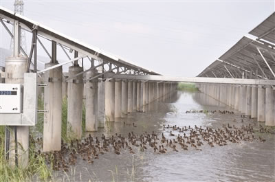                                         
	
	這個(gè)超級(jí)農(nóng)場(chǎng)還養(yǎng)了8000只鴨子。蔡寬元 攝

	
	今年年初種下的300畝早稻喜獲豐收