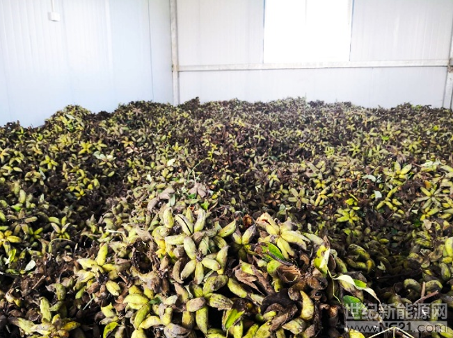 盛夏時節(jié)，烈日炎炎，阜寧鑫源和宿州協(xié)鑫農光互補電站上卻是一幅農忙景象，協(xié)鑫新能源自主經(jīng)營的光伏牡丹基地正迎來首個采收季！



據(jù)悉，眼下正是油用牡丹籽成熟的季節(jié)，這兩個電站上共計近1000畝的光伏油用牡丹郁郁蔥蔥、長勢喜人，飽滿的果莢藏在茂密的枝葉間，迎接著采收工人的到來。經(jīng)現(xiàn)場測產，已收獲地塊平均畝產鮮果莢達到180公斤，經(jīng)晾曬脫殼后，預估畝產油牡丹商品種子40公斤，接近同等苗齡常規(guī)露地種植的產量水平，尤其在今年4月初遭遇低溫凍害后業(yè)界普遍減產30%的情況下，更見優(yōu)勢