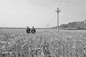 今年的農(nóng)歷秋分節(jié)氣，也是首個(gè)“中國(guó)農(nóng)民豐收節(jié)”，即將到來。從富饒的江南水鄉(xiāng)到廣袤的東北黑土地，田間地頭回響著轟鳴的農(nóng)機(jī)聲，也處處可見供電員工忙碌的身影