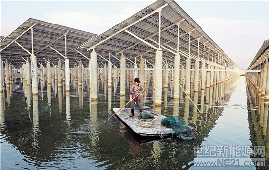 
 
近日，在玉環(huán)漩門(mén)三期光伏大棚下，養(yǎng)殖戶林美頭撐著小“船”啟捕鋸緣青蟹。他說(shuō)，這些青蟹體大肉豐，相當(dāng)搶手