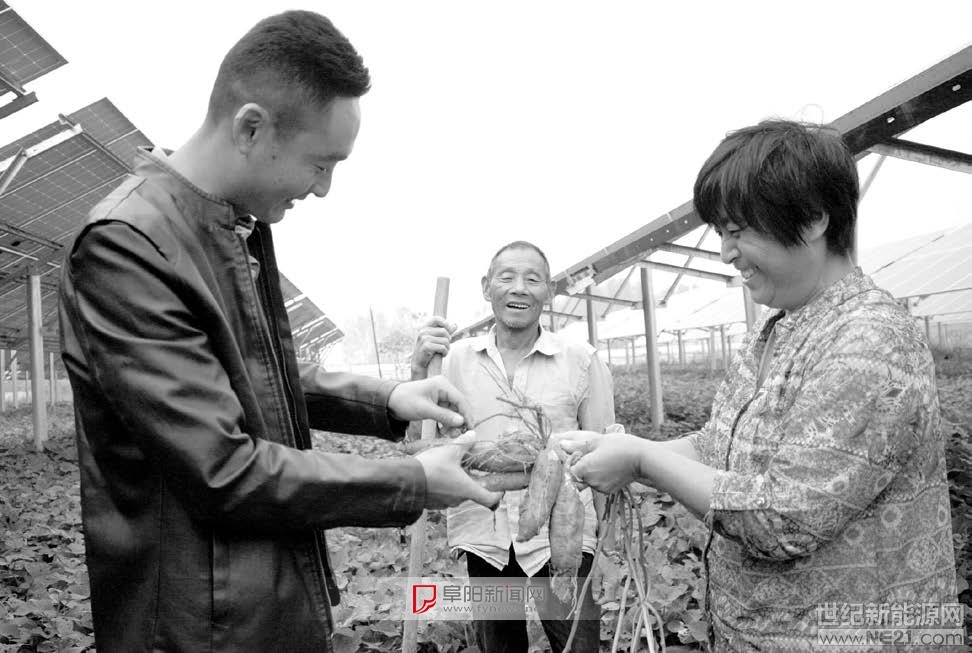 
 
阜南縣柳溝鎮(zhèn)岳橋村菜園光伏扶貧項(xiàng)目占地82 畝，自去年6 月份建成并網(wǎng)發(fā)電以來，采取農(nóng)光互補(bǔ)模式運(yùn)行，上方光伏板發(fā)電、下方種植農(nóng)作物，實(shí)現(xiàn)31 戶農(nóng)民得土地租金、全鎮(zhèn)644 戶貧困戶享收益分紅、村集體經(jīng)濟(jì)增加的多贏效果。圖為10 月10 日，岳橋村群眾收獲光伏板下種植的紅薯